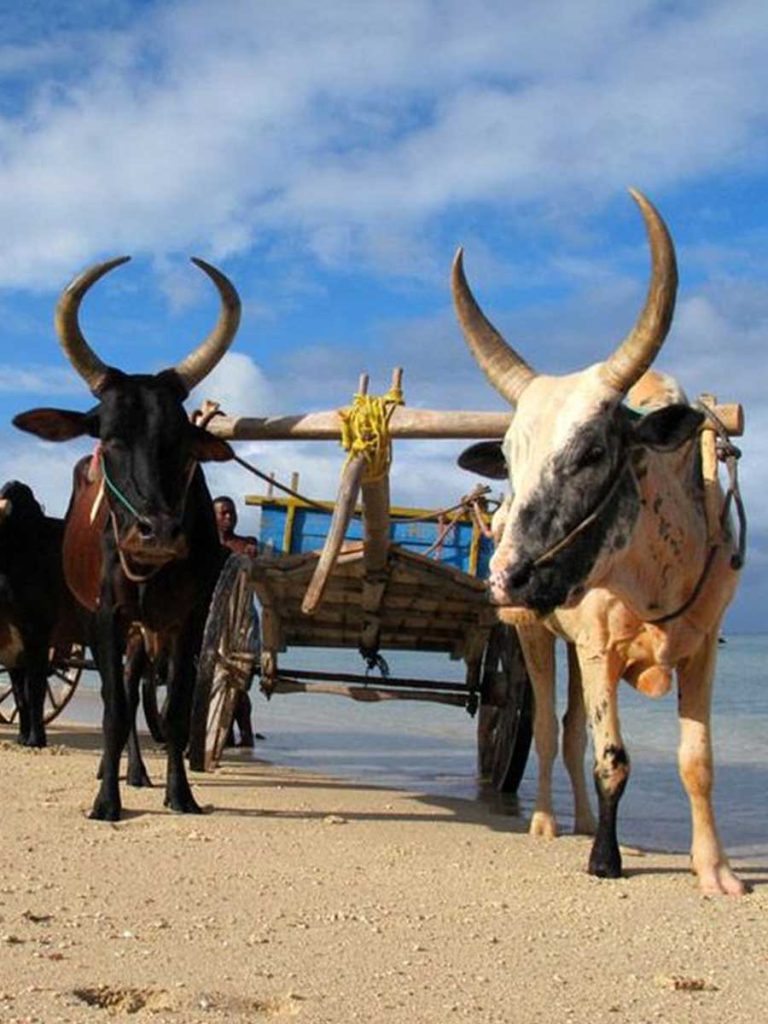 Madagascar, envoûtante et mystérieuse... Une invitation au voyage dans l'archipel de Nosy be et de Nosy komba, une nature unique au monde, un peuple accueillant..